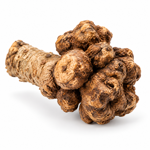Radice selvatica da masticare